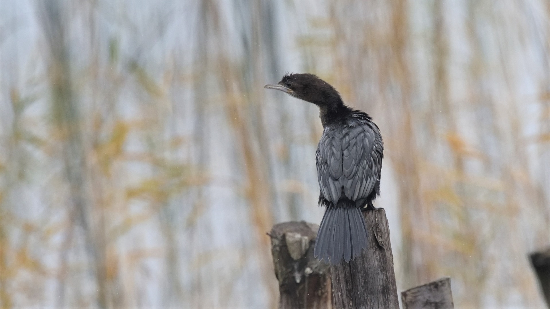 Pygmy Cormorant